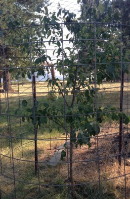 Fruit Tree Planting