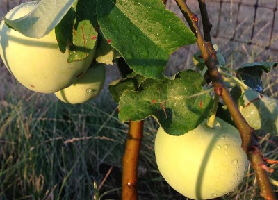 Fruit Tree Pruning and Planting