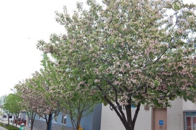 Spring blooms along Craigmont Idaho Main Street