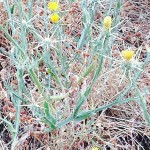 Star Thistle