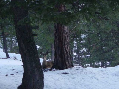 Idaho County Trees